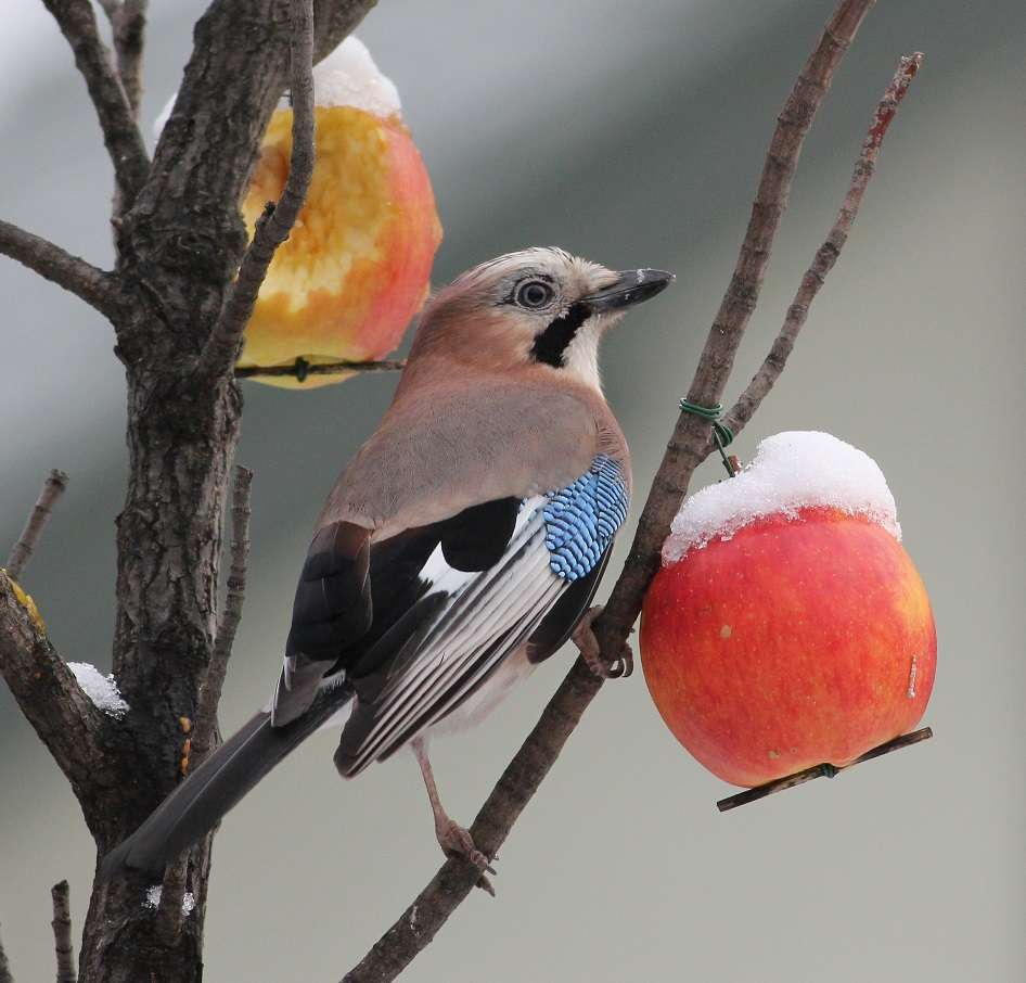 πουλιά το χειμώνα online παζλ