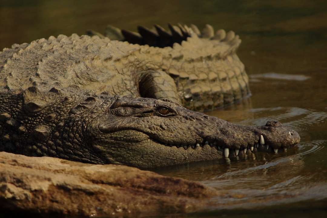 photo de mise au point peu profonde d'alligator brun puzzle en ligne