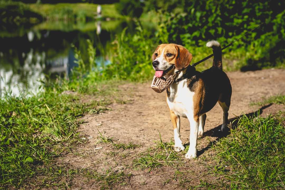 Tricolor Beagle auf schmutzigem Boden während des Tages Puzzlespiel online