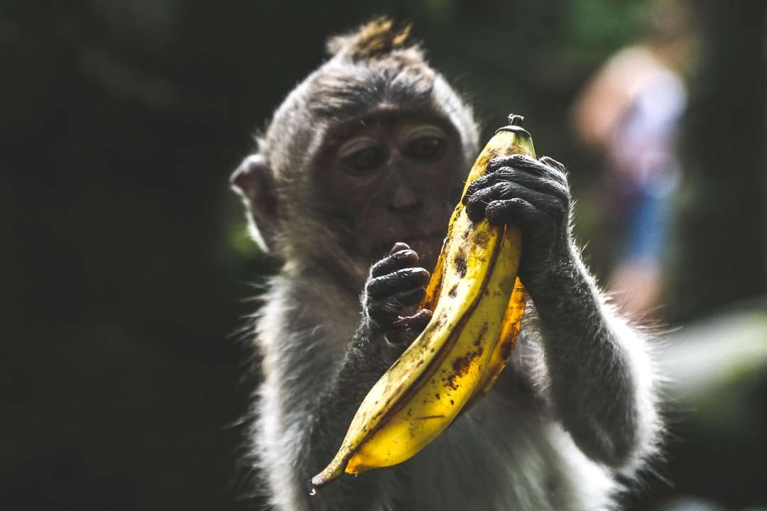 mono sosteniendo cáscara de plátano durante el día rompecabezas en línea