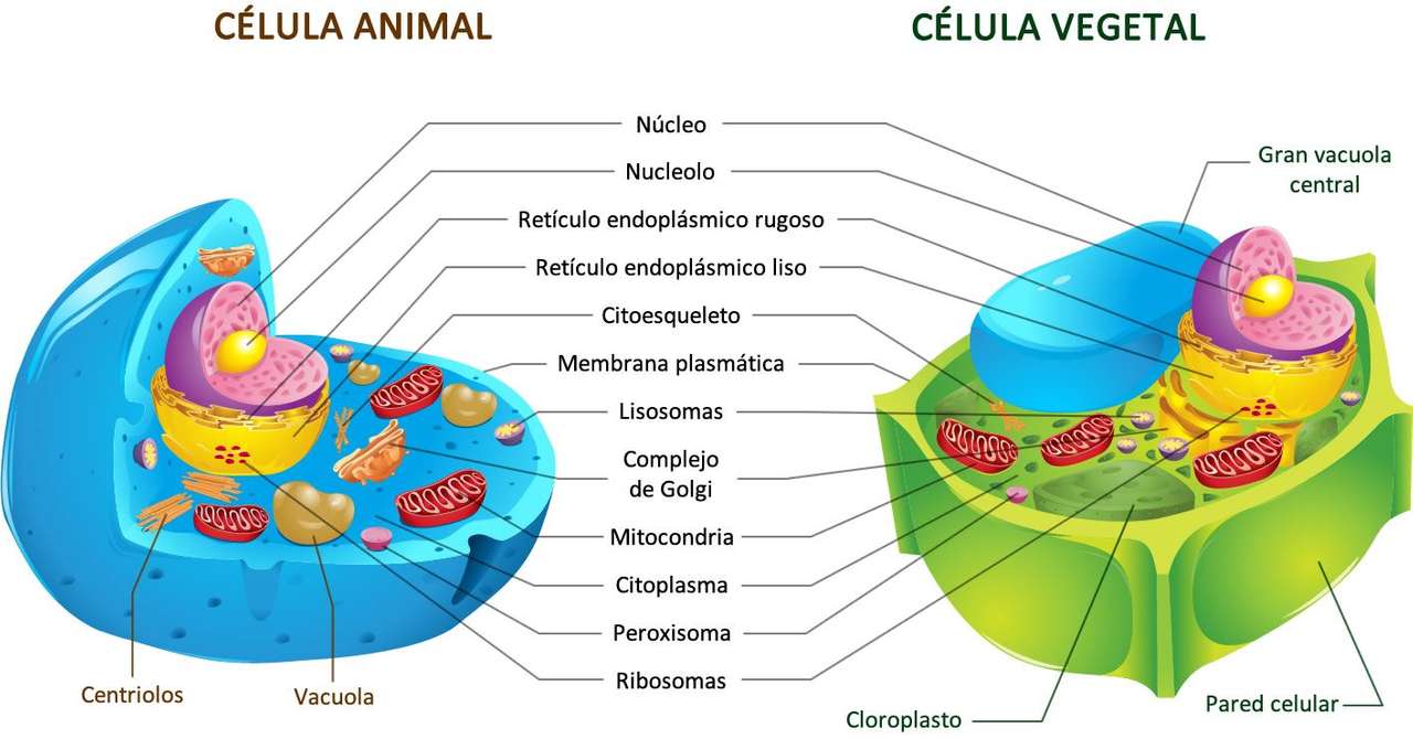 Ζώο και φυτικό κύτταρο online παζλ