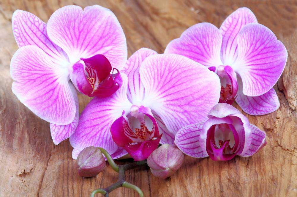 orchidée puzzle en ligne