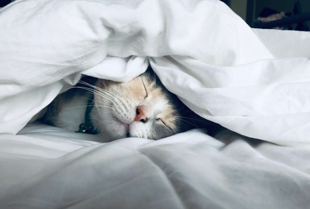 бяла котка спи под бяла одеяло онлайн пъзел