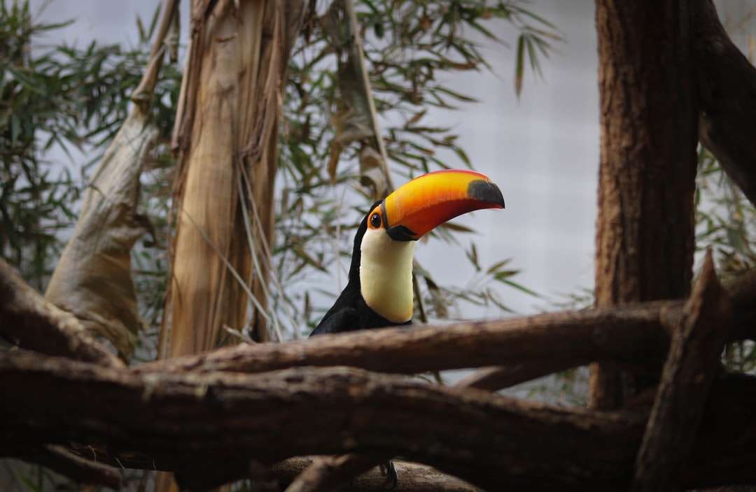 lowlight photography of toucan perching on tree branch jigsaw puzzle online