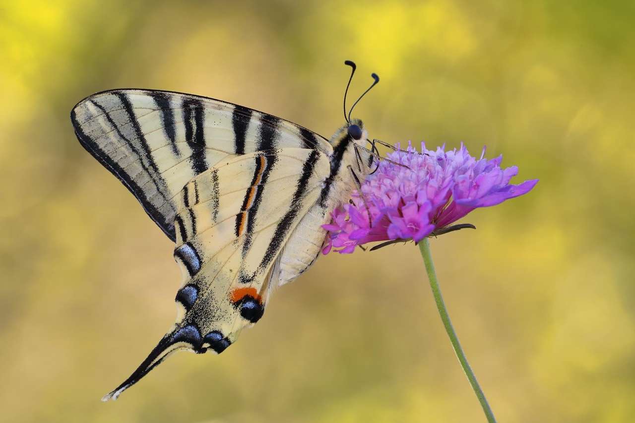 Schmetterling auf der Blume Puzzlespiel online
