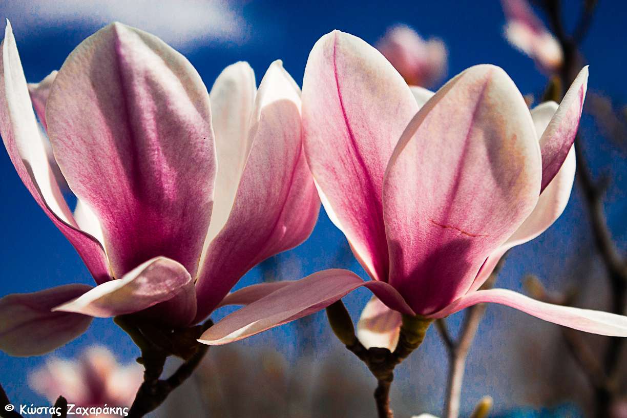 Magnolias. quebra-cabeças online