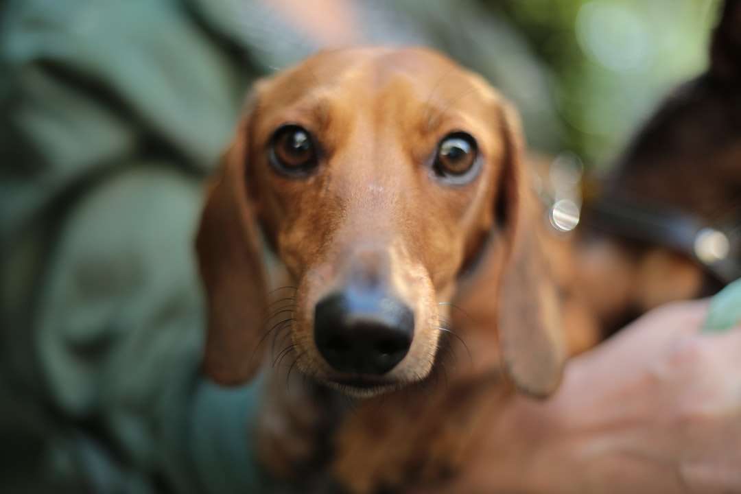 ρηχή εστίαση φωτογραφίας για καφέ ενήλικα dachshund παζλ online