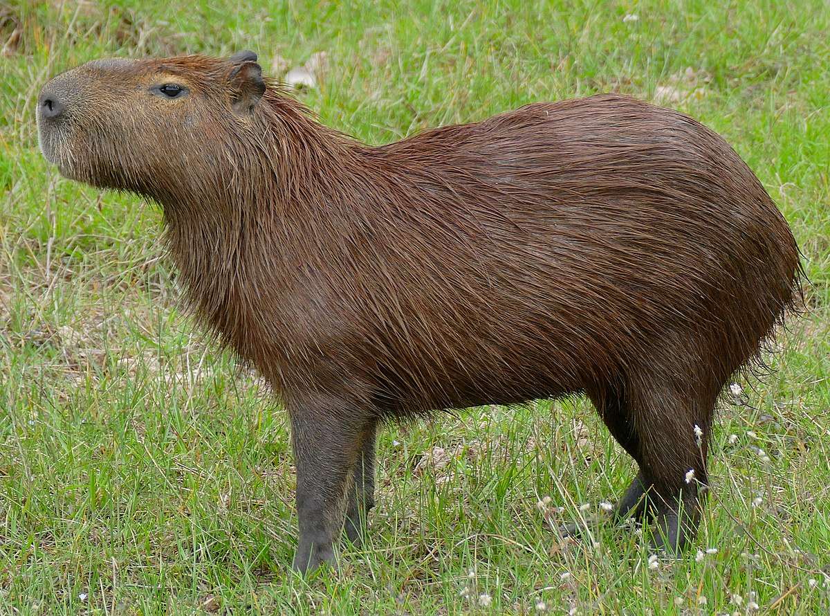 Kapibara online puzzel