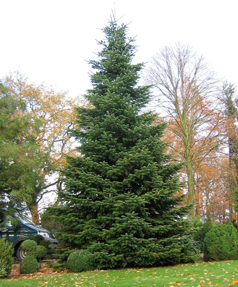 Το στολισμένο χριστουγεννιάτικο δέντρο παζλ online