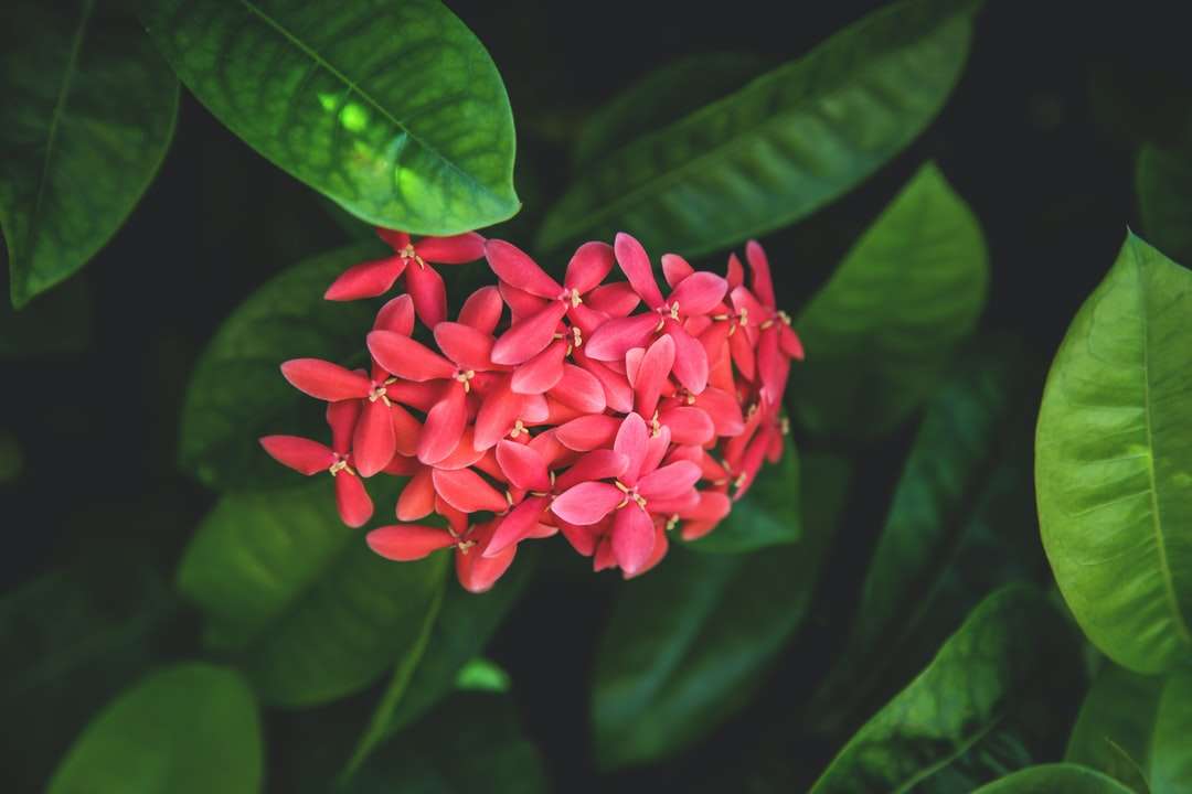 närbild fotografi av röda kronblad blommor Pussel online