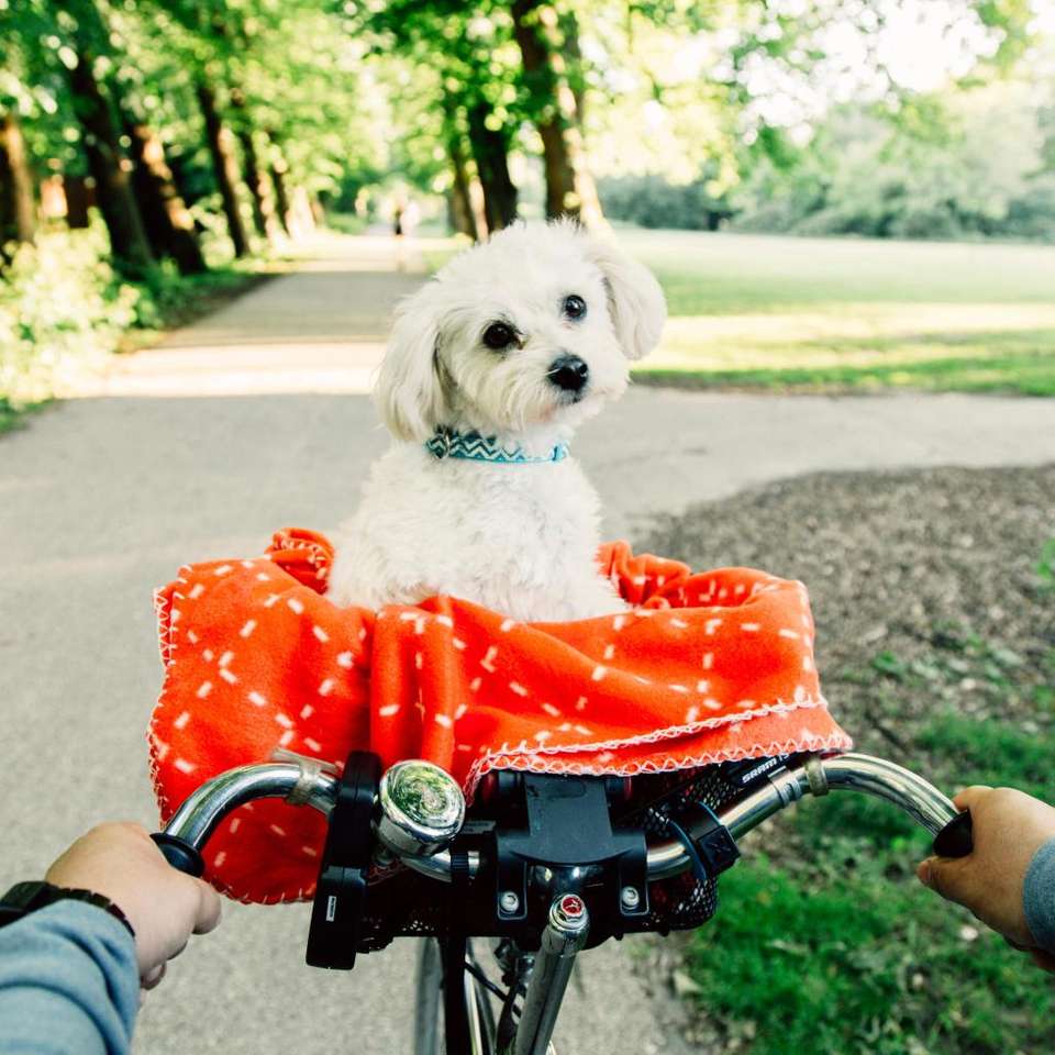 un cane in bicicletta puzzle online