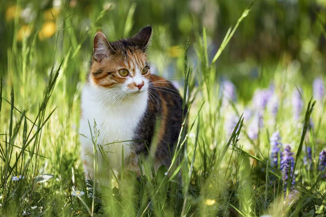 Gato marrón, blanco y negro en campo de hierba verde rompecabezas en línea