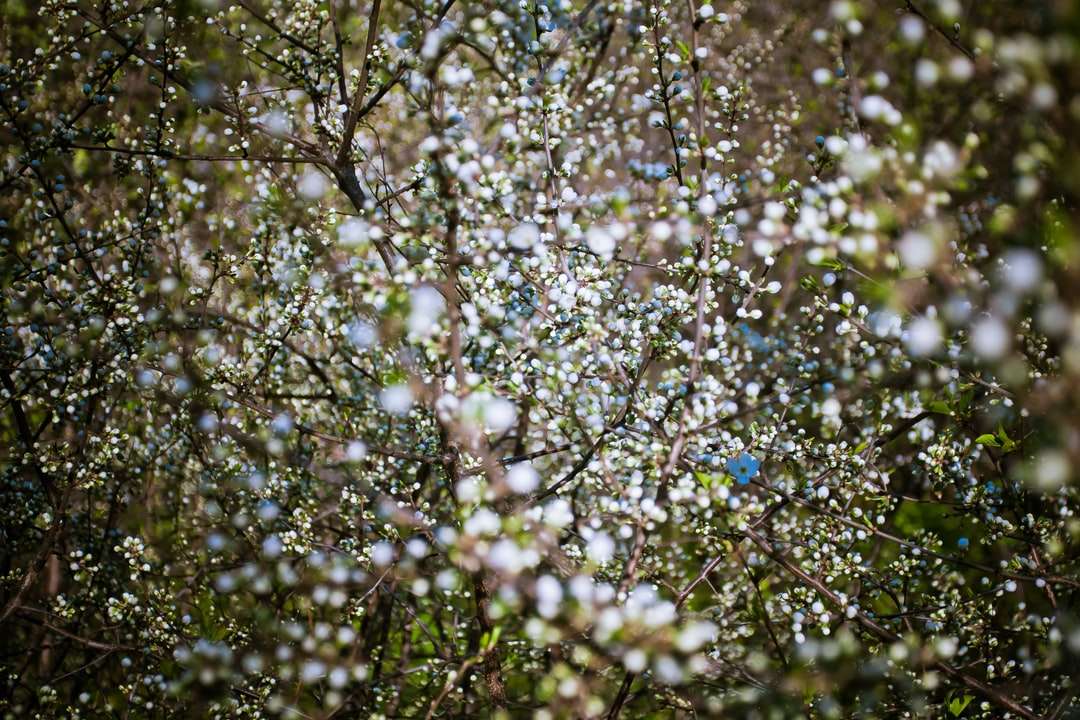 närbild fotografi av vita blommor träd pussel på nätet