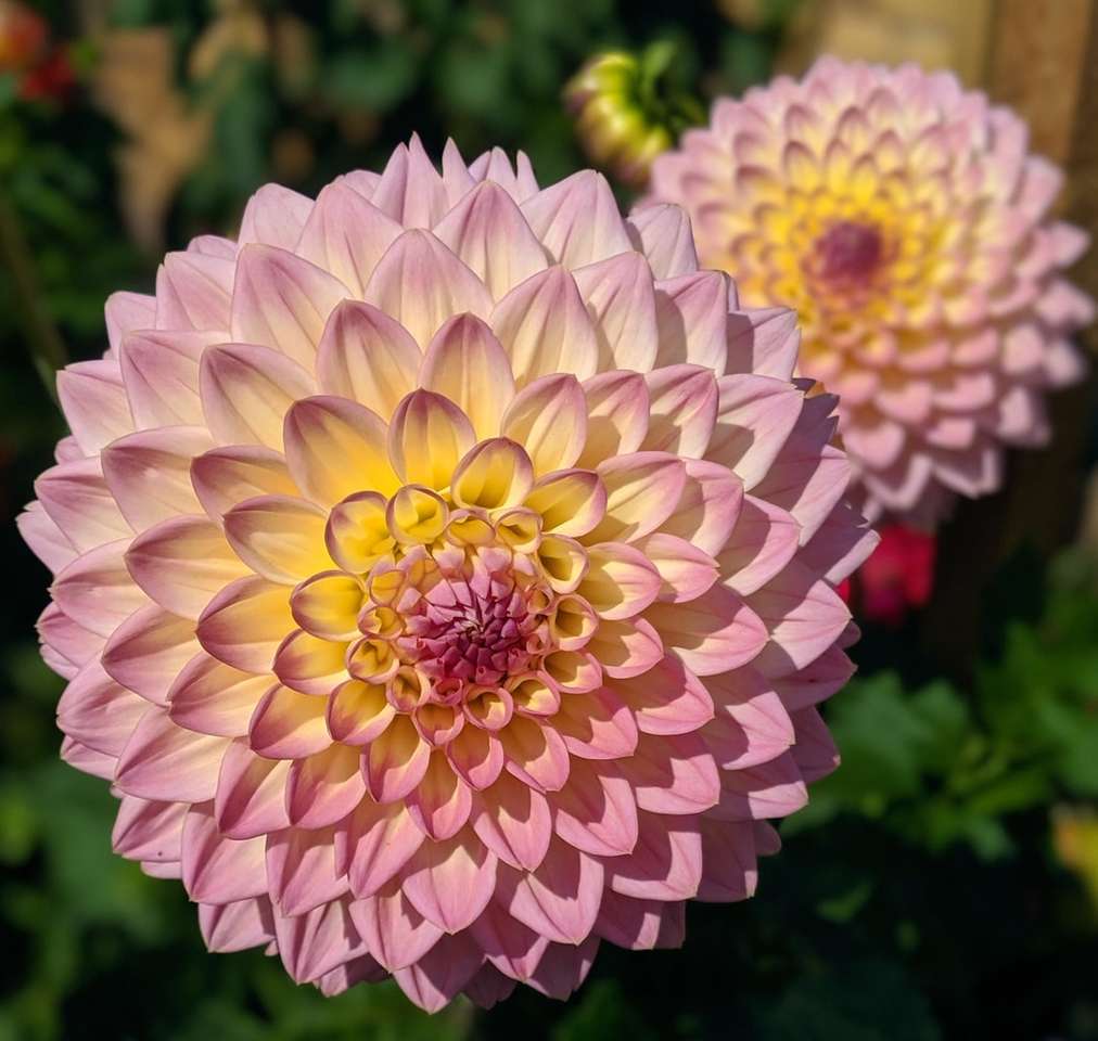 flori roz-galbene puzzle online