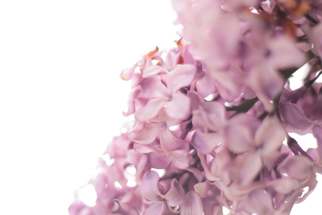 foto de flores roxas puzzle online