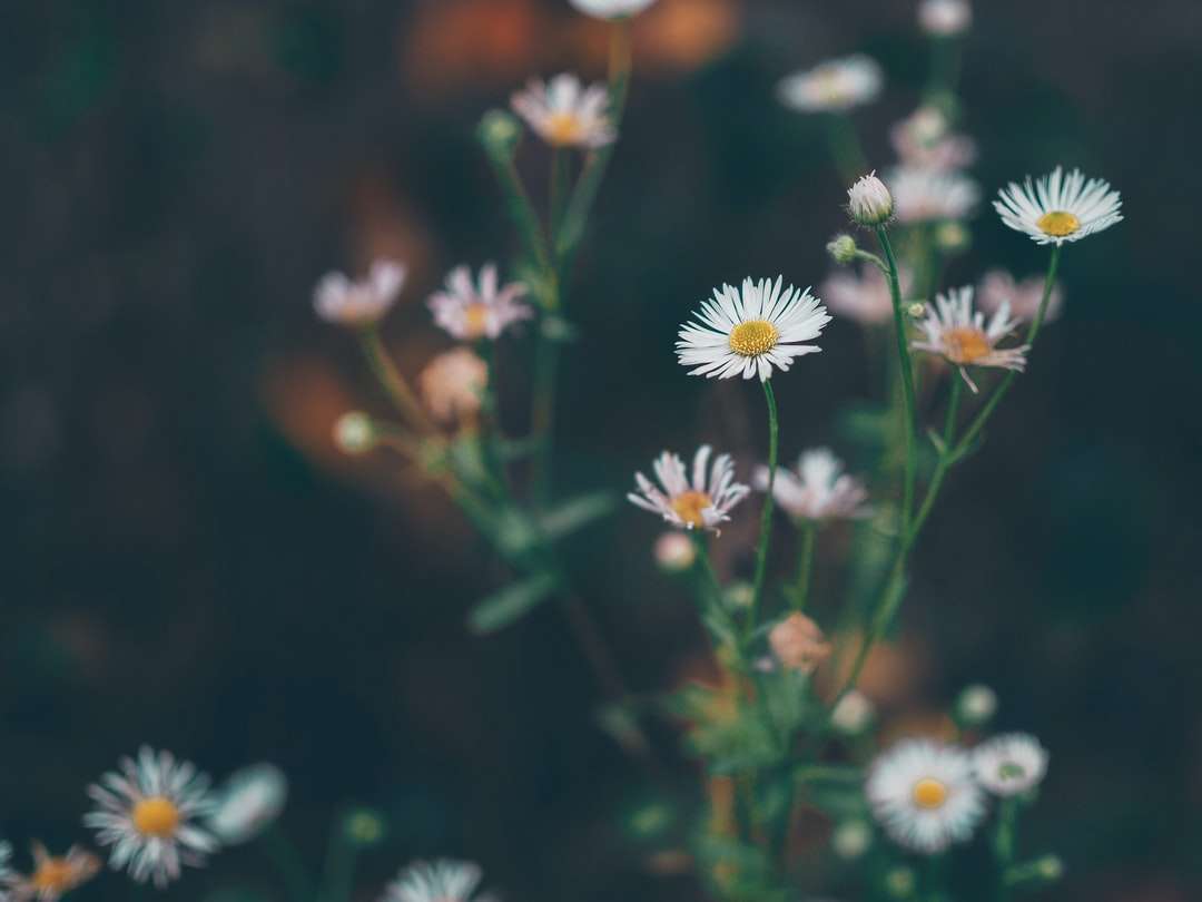 fotografia de foco seletivo de flores margaridas brancas puzzle online