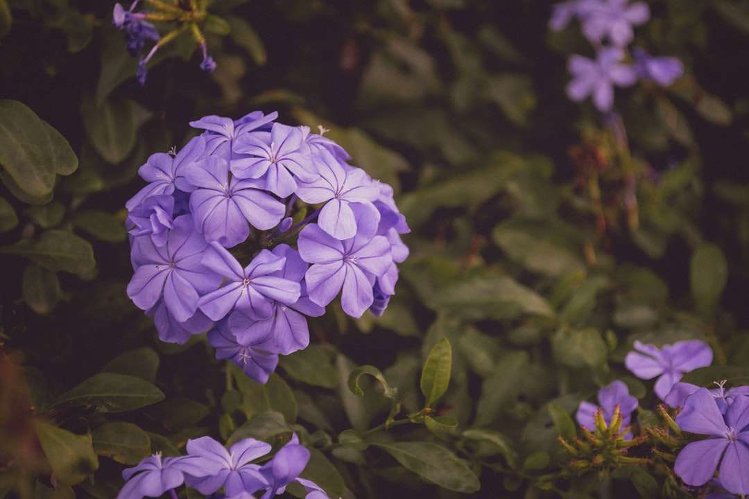 Nahaufnahmefoto von lila Blütenblättern Puzzlespiel online