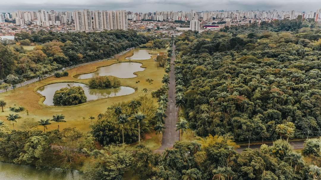 letecký pohled na stromy a budovy během dne skládačky online
