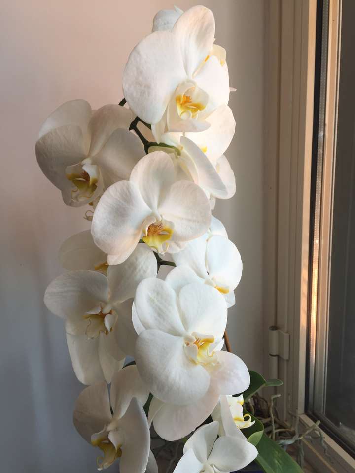 Біла орхідея онлайн пазл