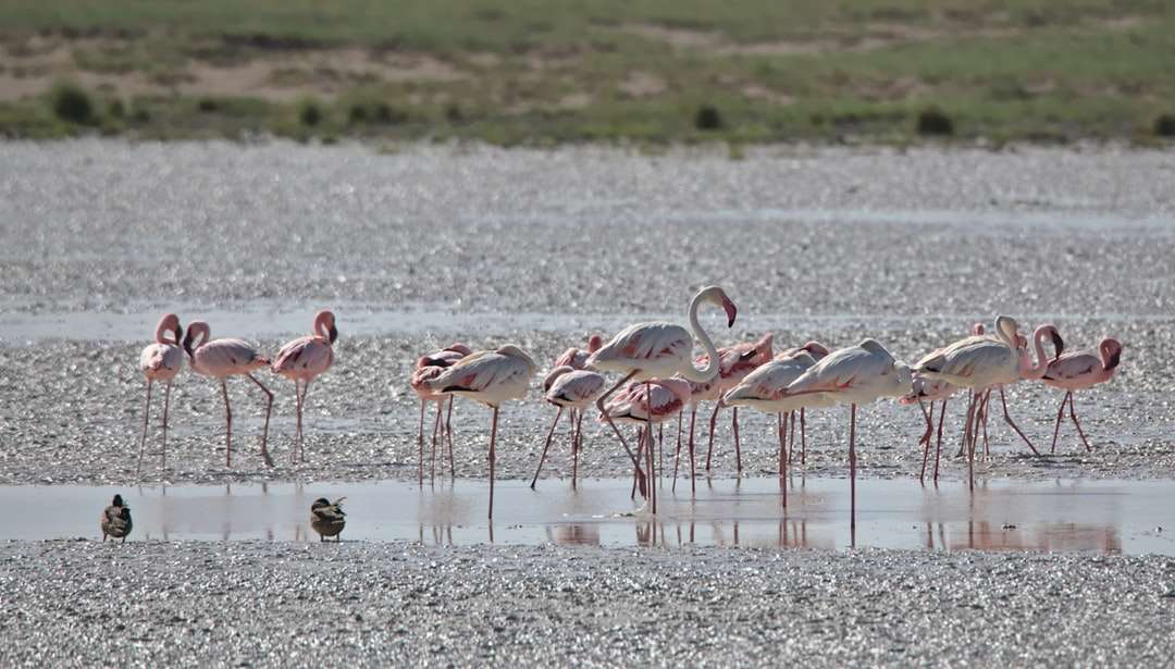 zwerm flamingo's op water overdag online puzzel