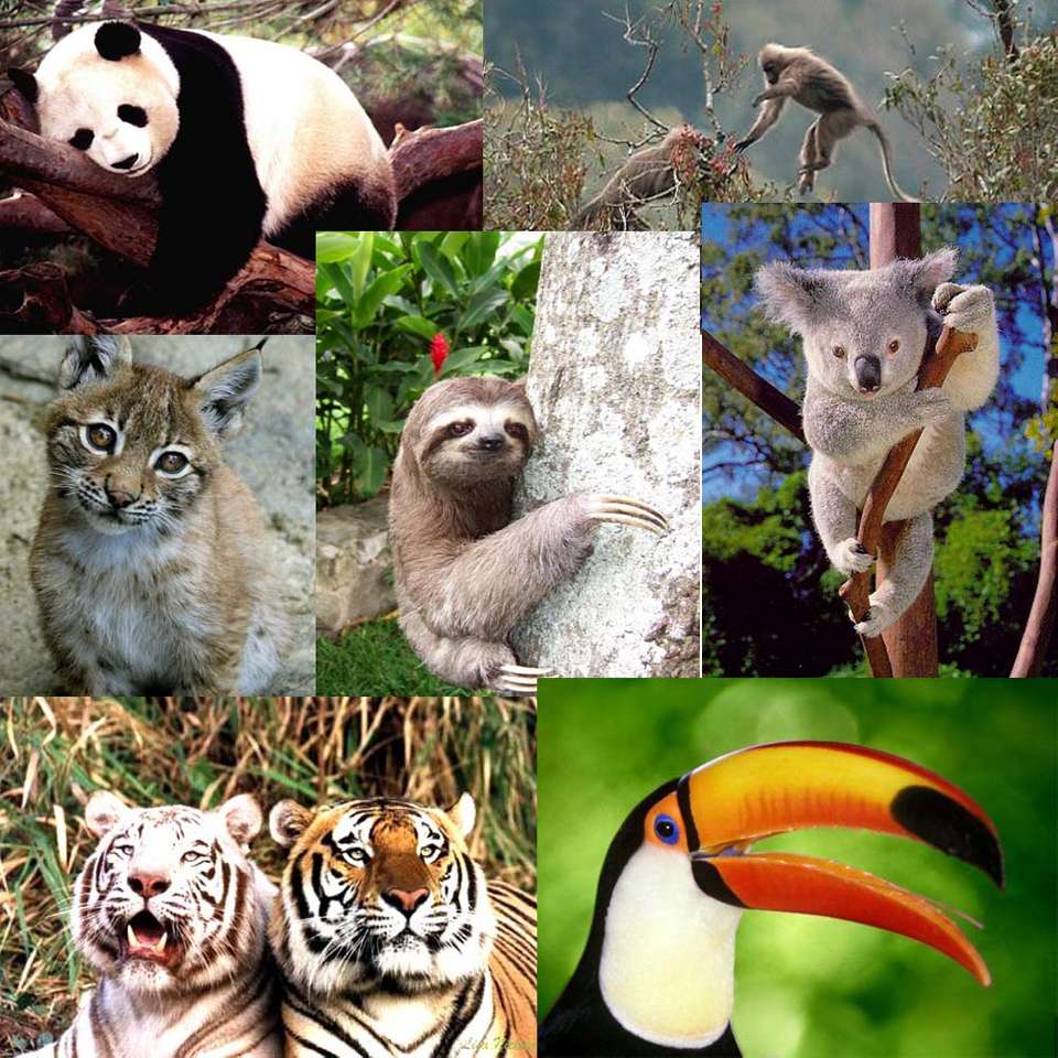 Animali in via di estinzione puzzle online