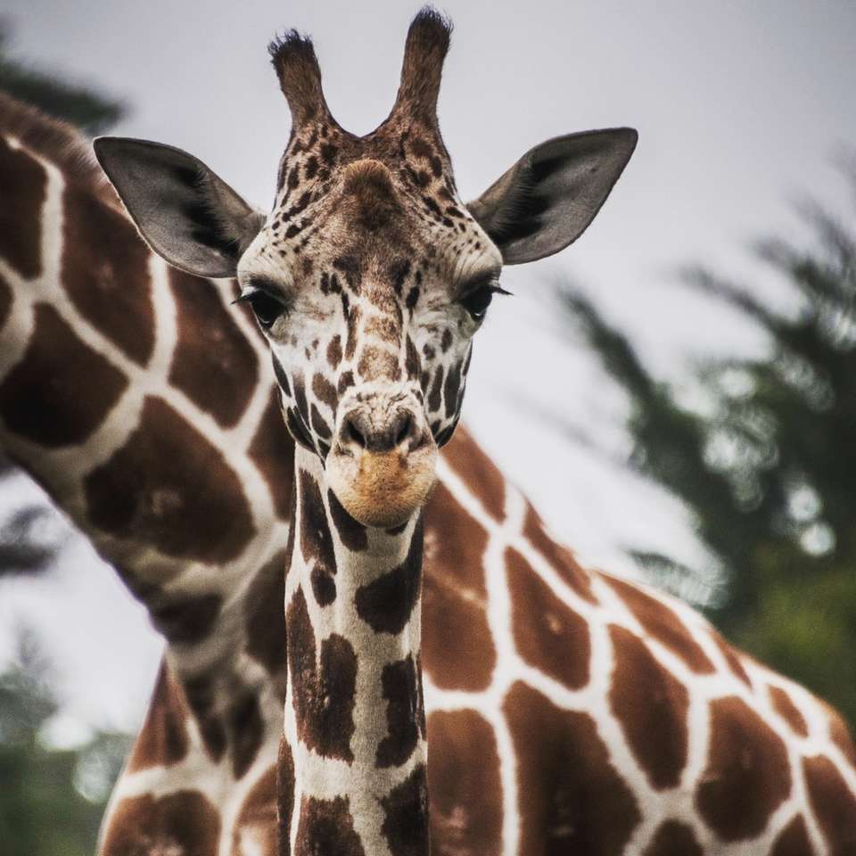 кафяв и бял жираф в близката фотография онлайн пъзел
