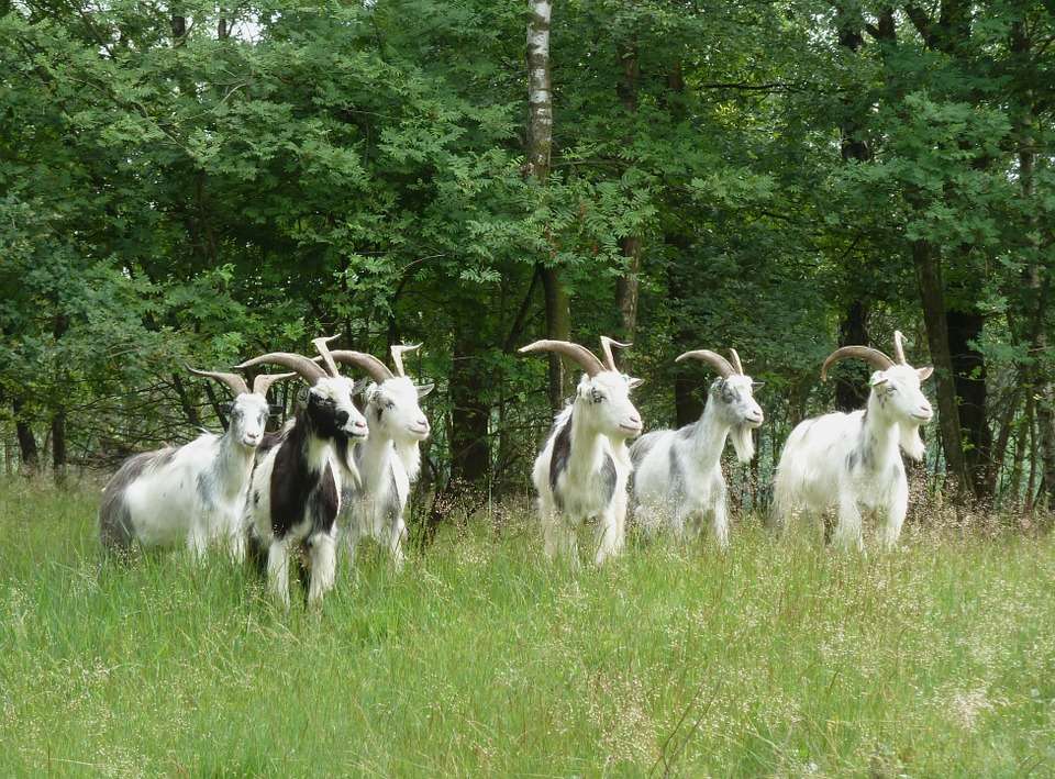 Nizozemské kozy skládačky online