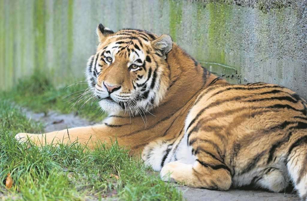 tiger i djurparken Pussel online