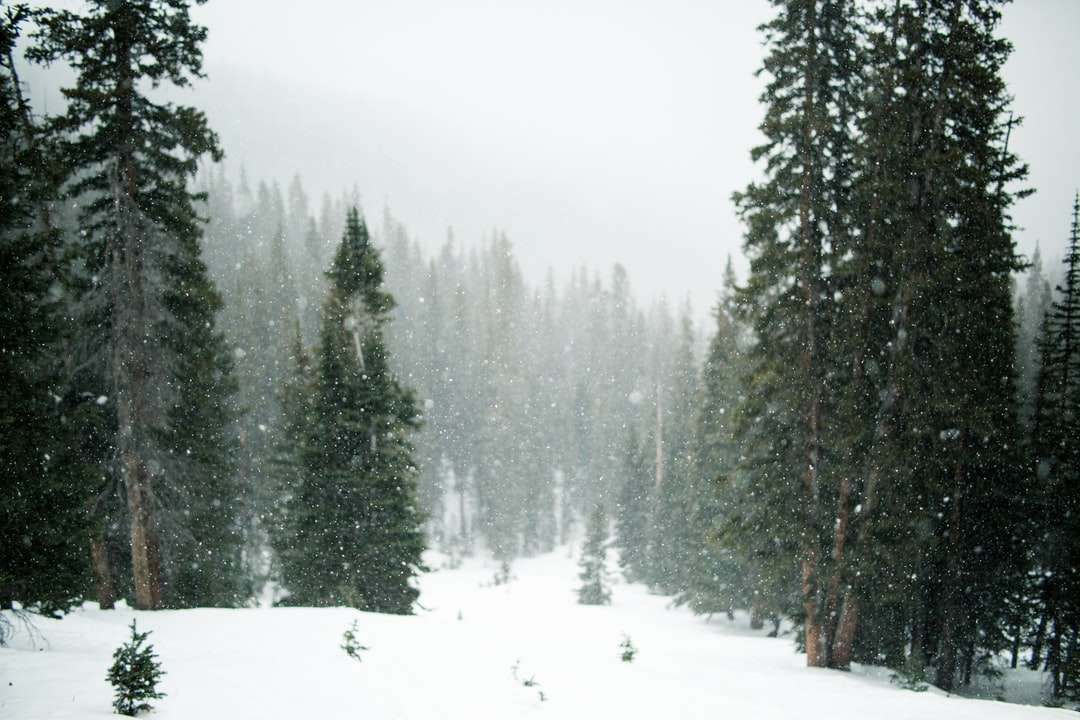 δάσος κατά τη διάρκεια του χειμώνα παζλ online