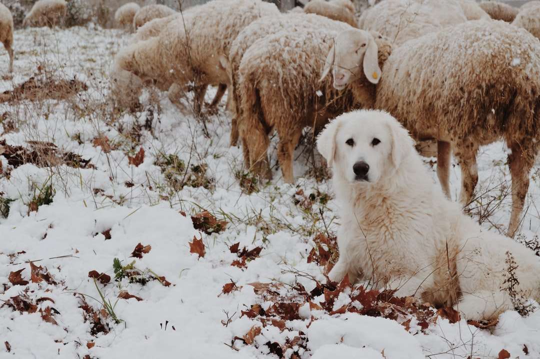 adult white dog sitting beside sheep during winter jigsaw puzzle online