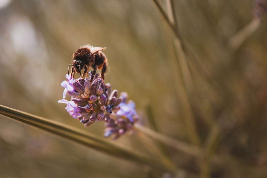 gelbe Biene, die Saft auf der Blume saugt Online-Puzzle