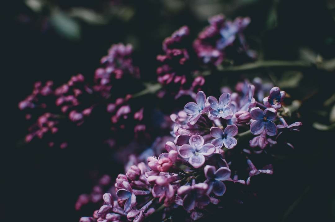 фіолетова квіткова фотографія пазл онлайн