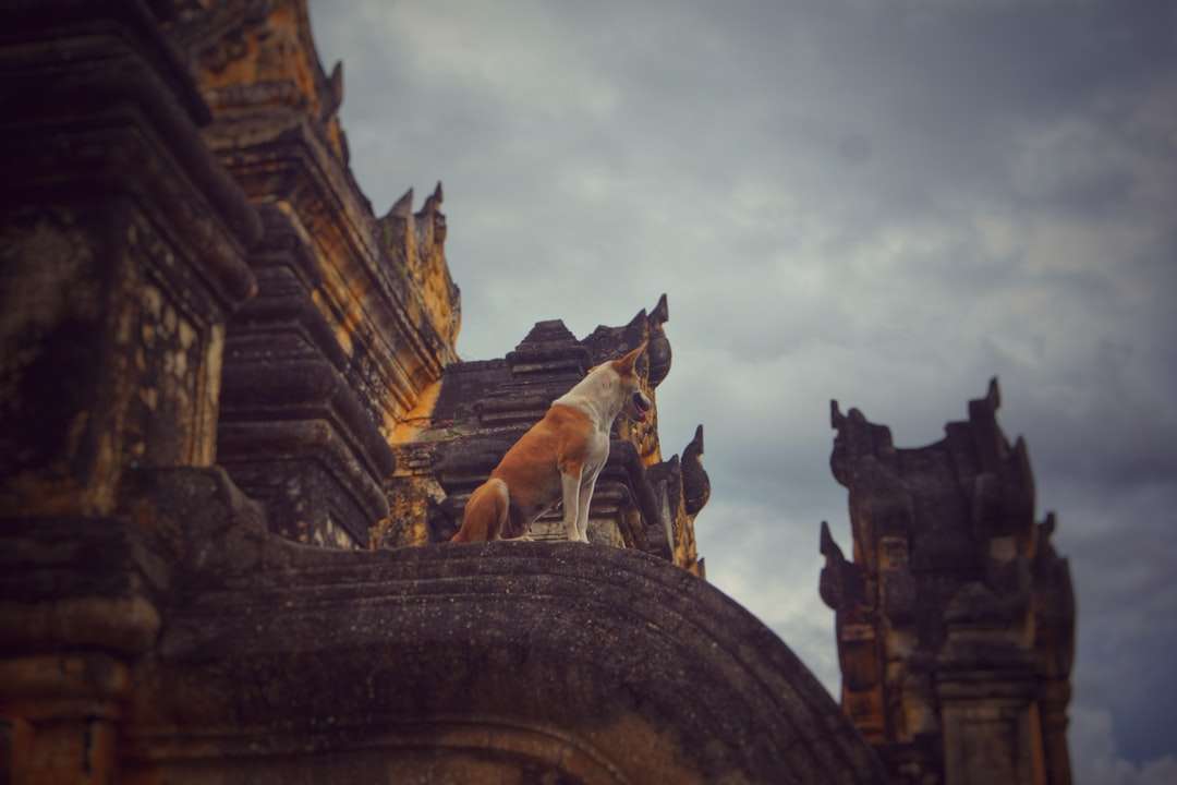 φωτογραφία του σκύλου που κάθεται στον πυλώνα παζλ online