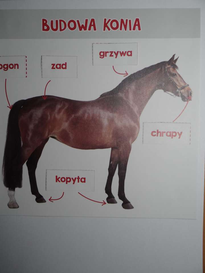 馬を作る ジグソーパズルオンライン