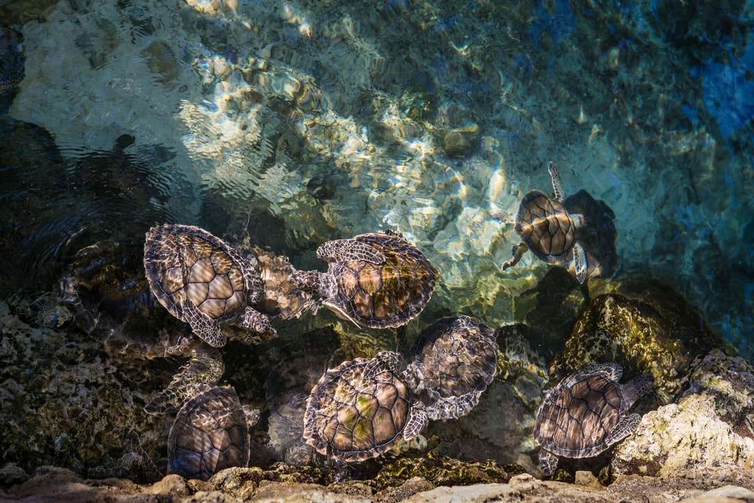 χελώνες στο σώμα του νερού παζλ online