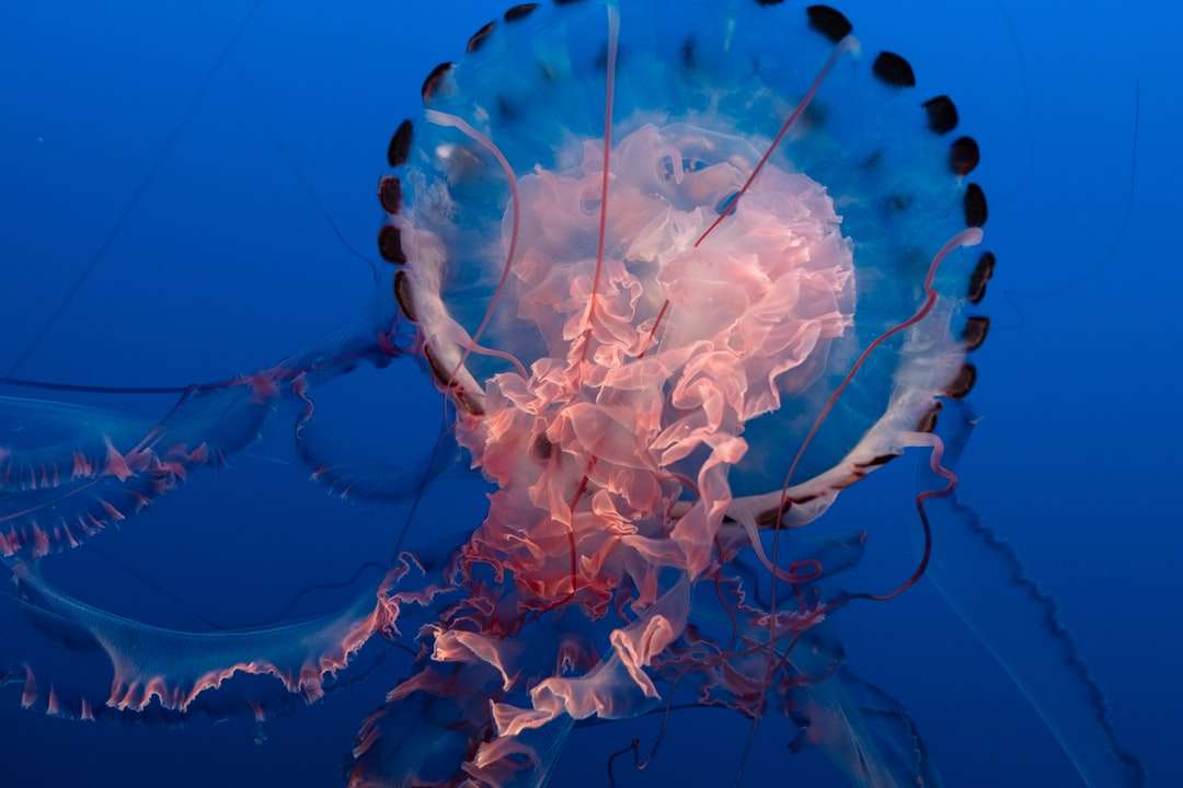 medusas pretas e rosa puzzle online