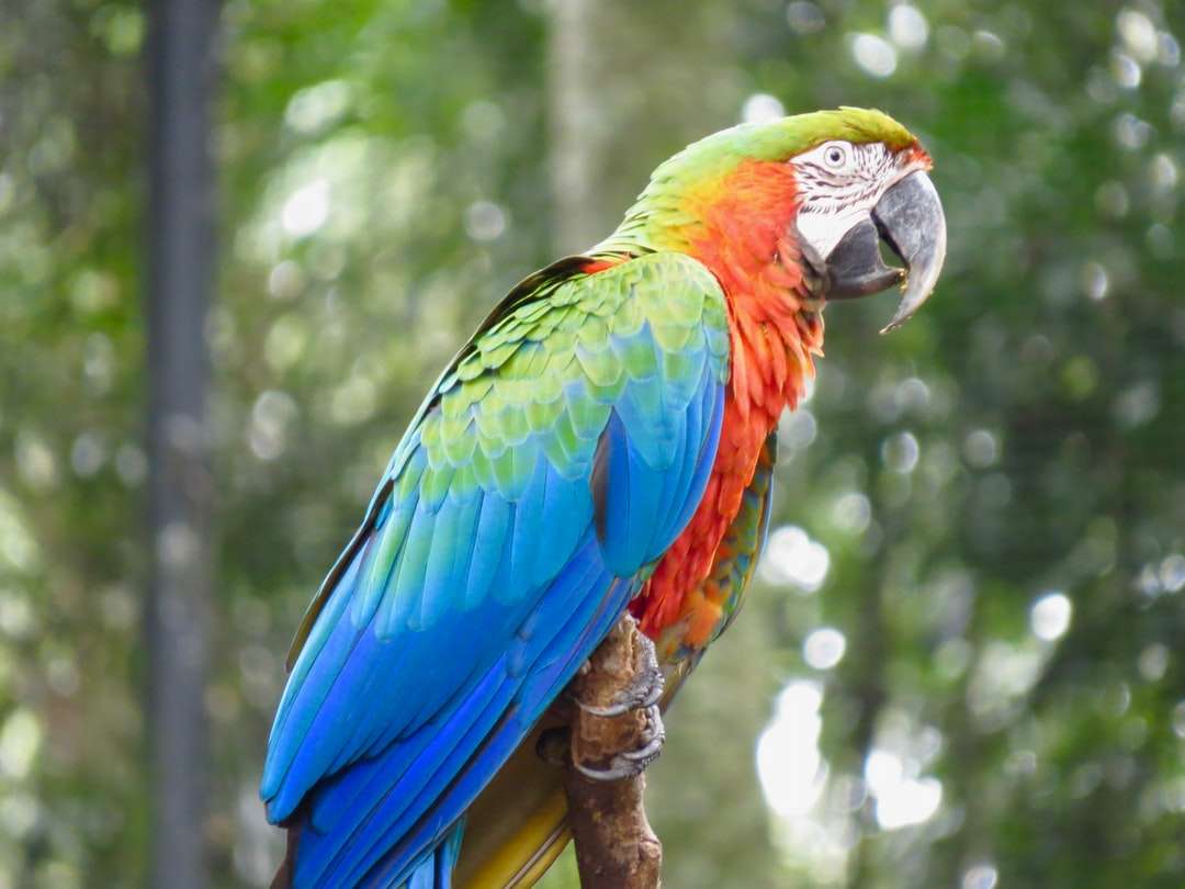 modrý červený a zelený papoušek na hnědé větvi stromu skládačky online