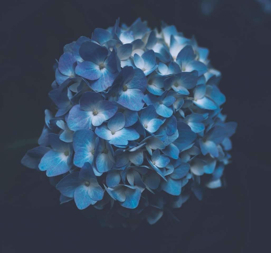 blue petaled flower plant jigsaw puzzle online