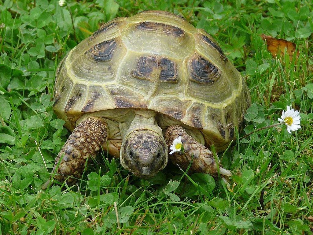 steppsköldpadda Pussel online