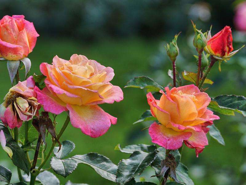 čajové růže skládačky online