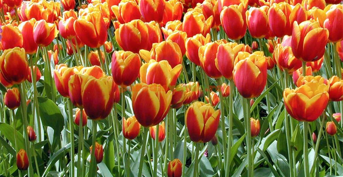 farbige Tulpen Online-Puzzle