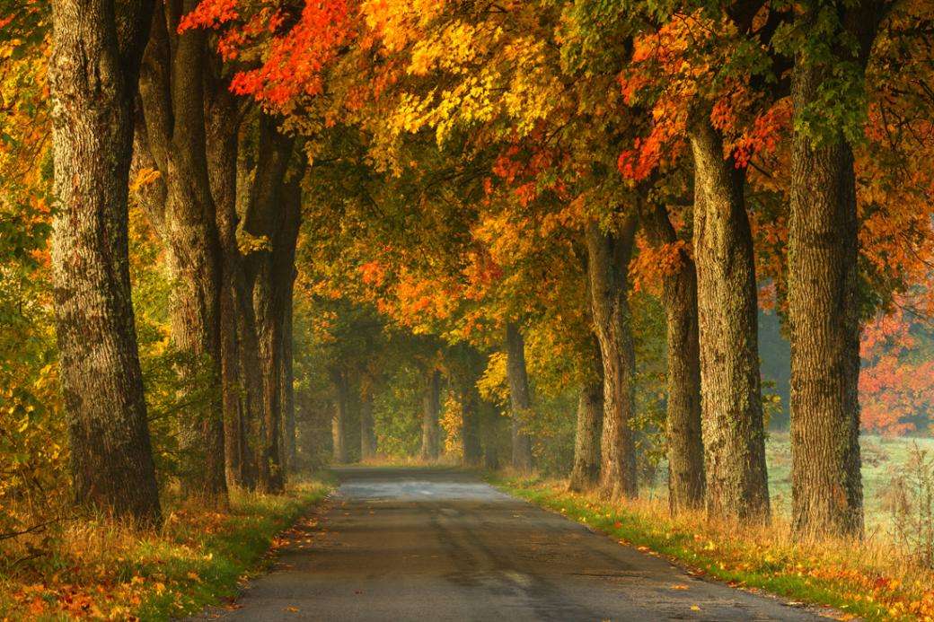 podzim, silnice online puzzle