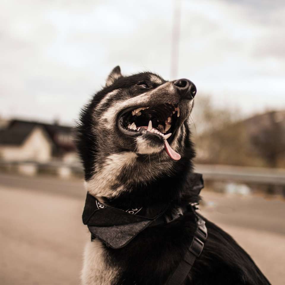 svartvitt fotografi för hundfokus Pussel online