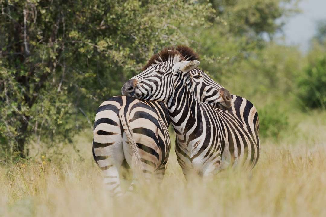 fotografie de focalizare superficială a două zebră care se înghesuie jigsaw puzzle online