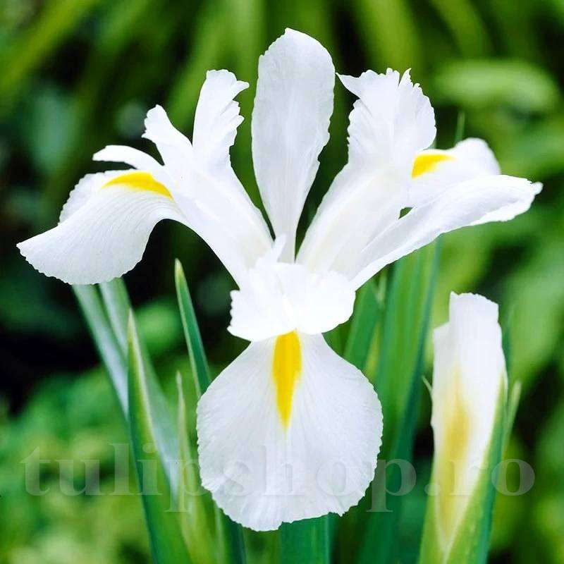 iris alb puzzle en ligne