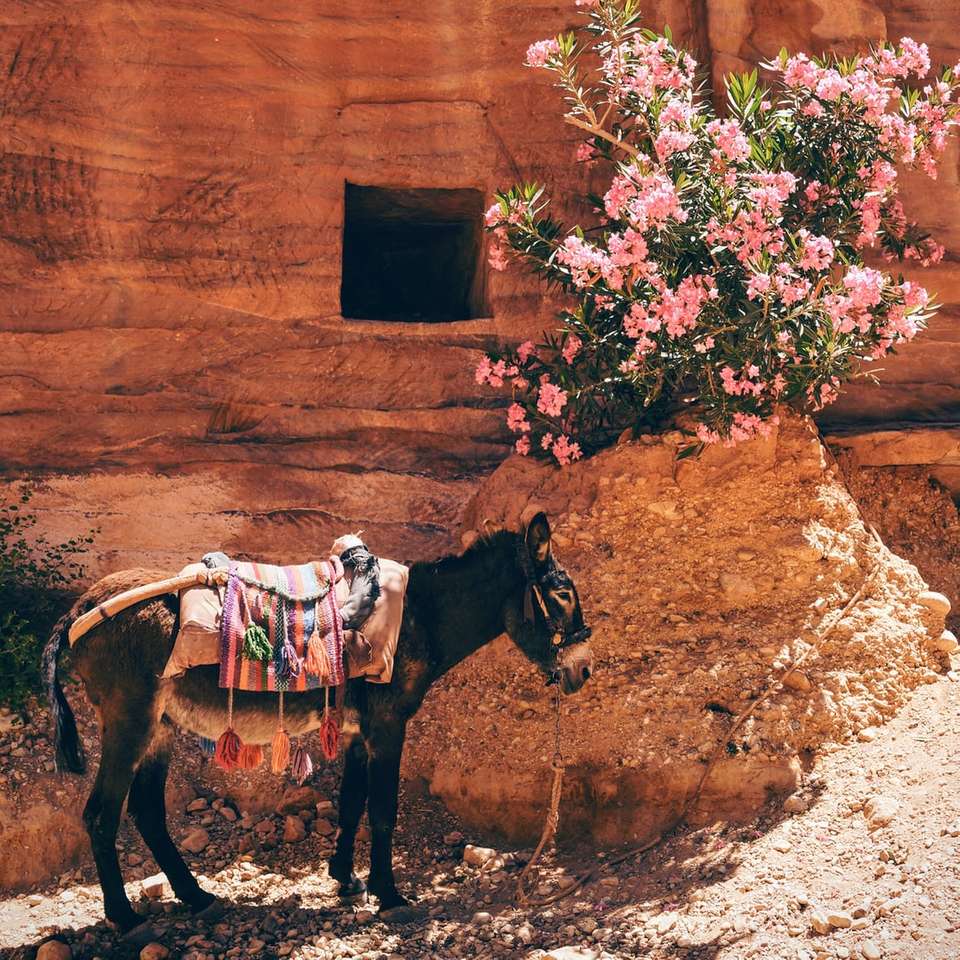 svart åsna nära de rosa blommorna Pussel online