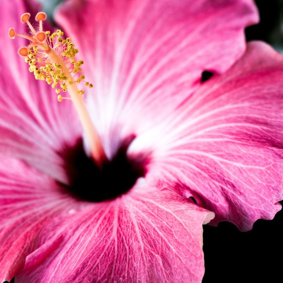 макро снимка на розово оцветено цвете онлайн пъзел