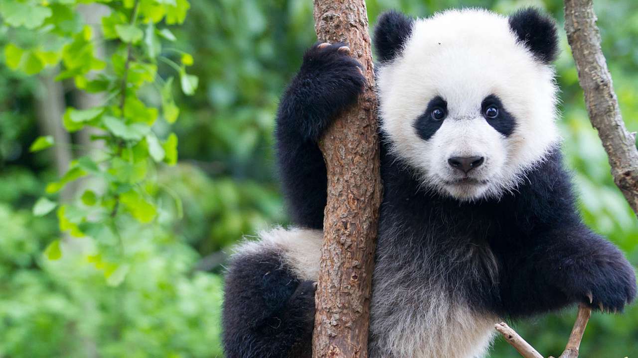 Bébé panda puzzle en ligne