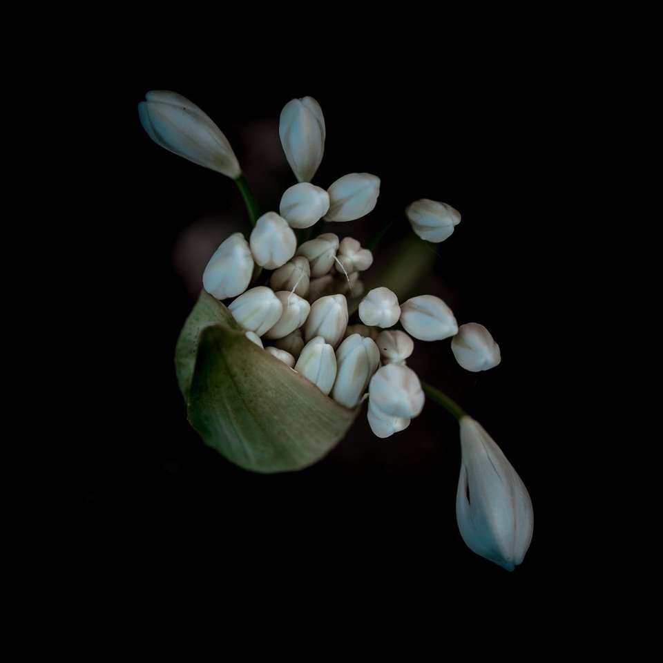 vita blomknoppar i svart bakgrund pussel på nätet