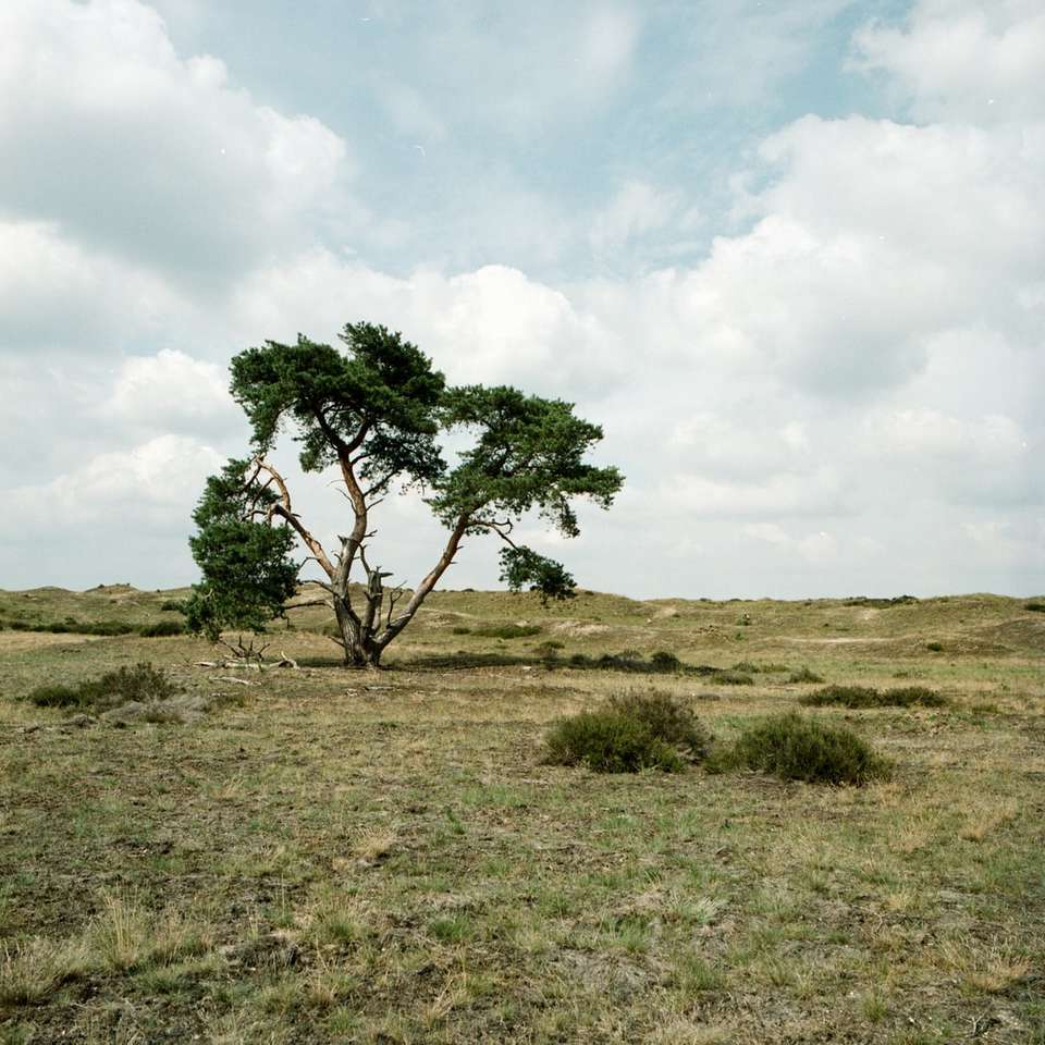 grüner Baum auf braunem Grasfeld unter weißen Wolken Puzzlespiel online